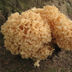 Sparassis crispa 'Cauliflower Mushroom' at the base of a pine tree